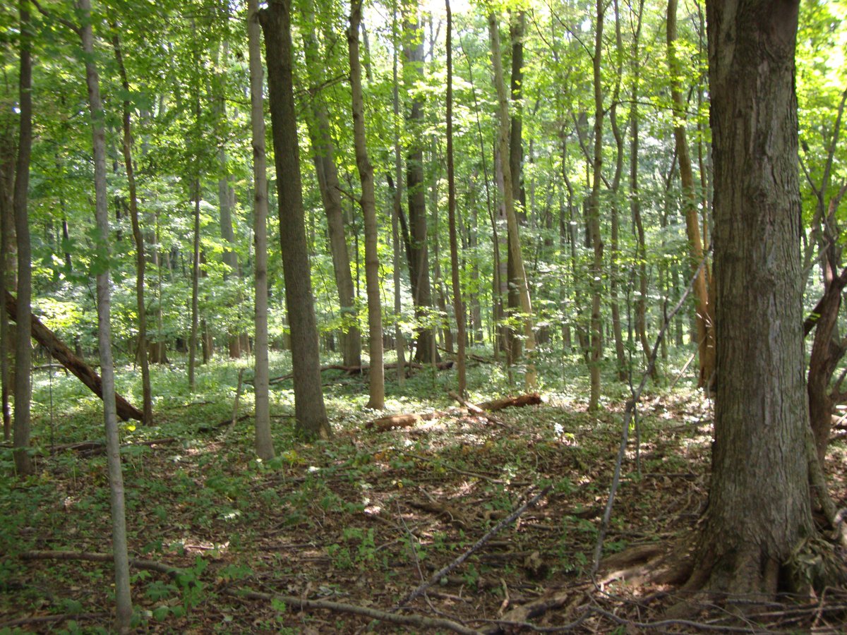 Property photo 42 - 160 Acres Offered in 6 Tracts